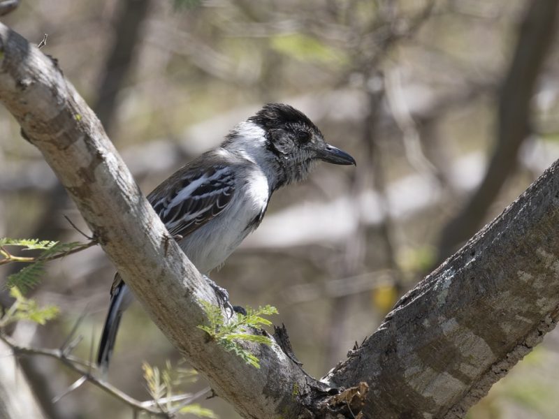 Marañon Antshrike