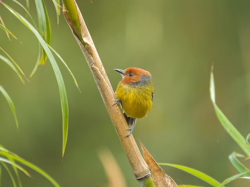 Johnson´s Tody-Flycatcher