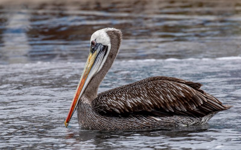 Peruvian Pelican