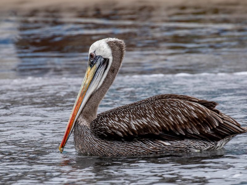 Peruvian Pelican