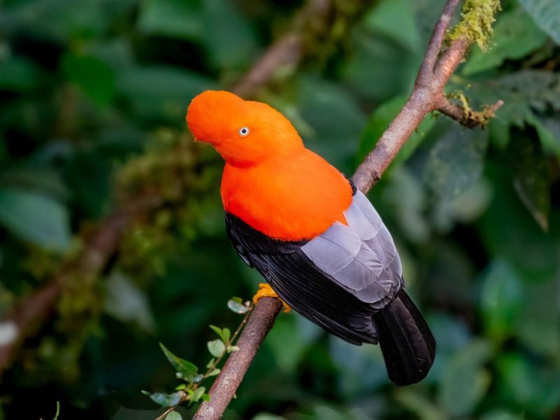 Andean Cock of the rock