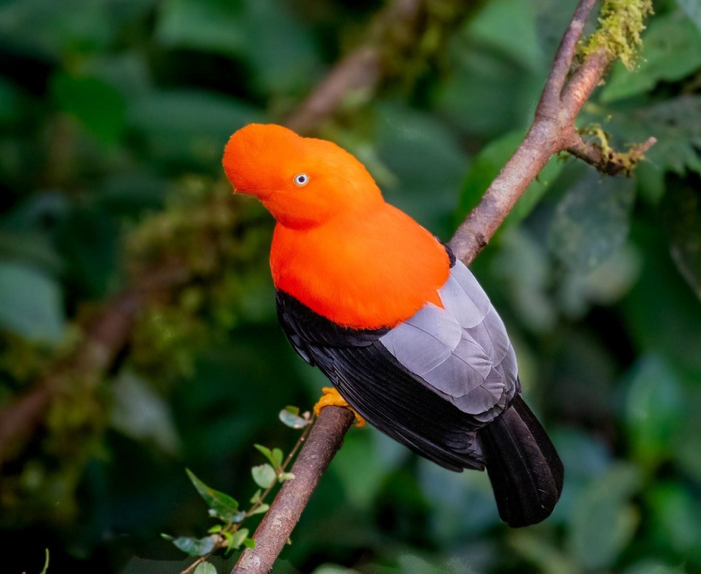 Andean Cock of the rock