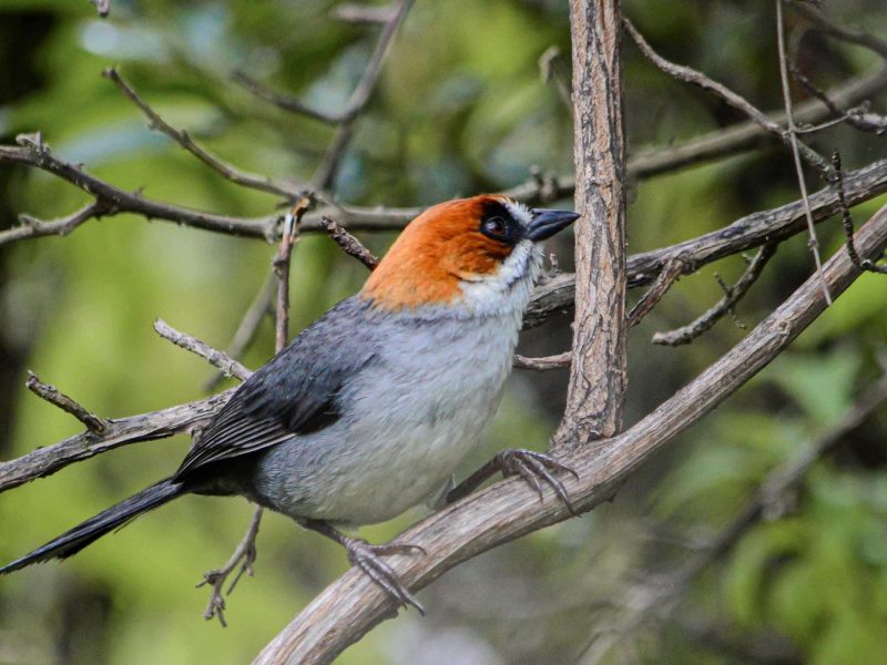 Apurimac Brush-finch