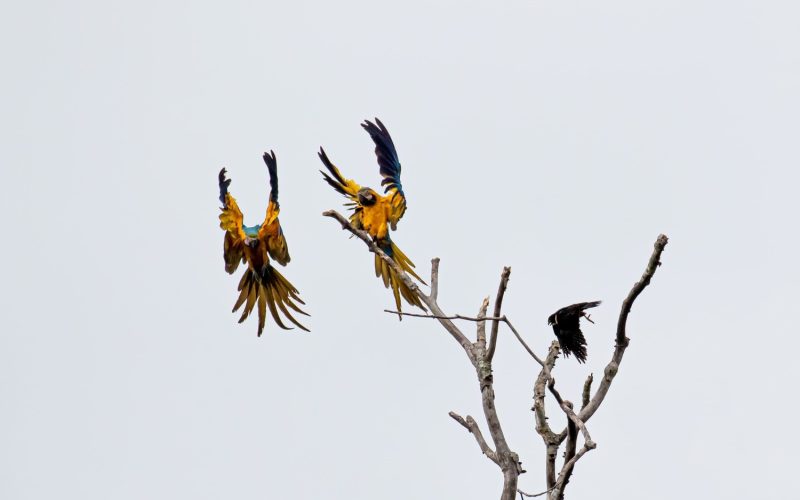Blue-and-Yellow-Macaw-+-Bat-Falcon