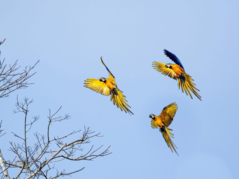 Blue-and-Yellow-Macaw3