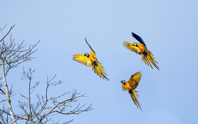 Blue-and-Yellow-Macaw3