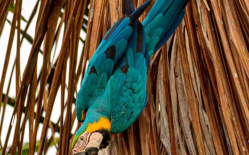 Blue-and-Yellow-Macaw5