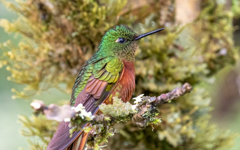 Chestnut-breasted-Coronet