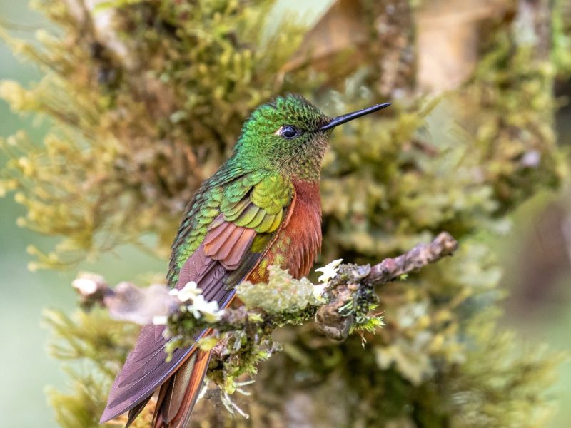 Chestnut-breasted-Coronet