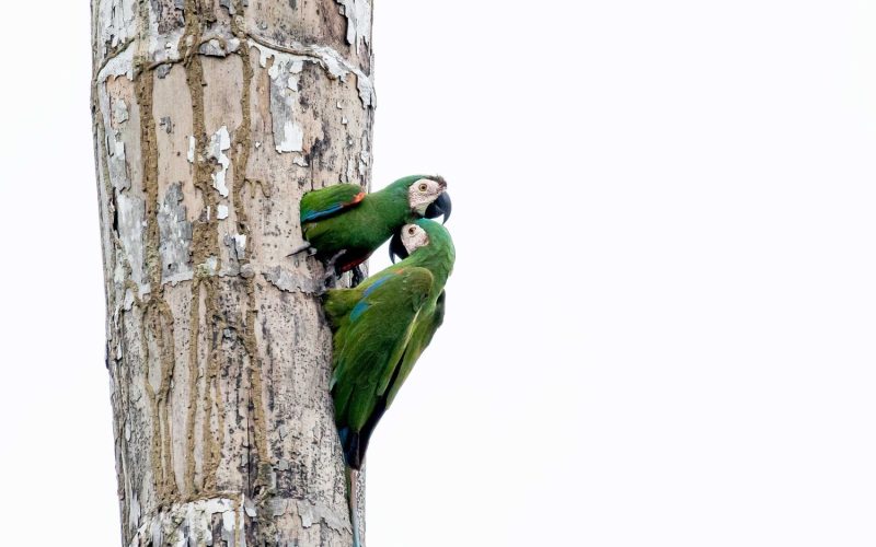 Chestnut-fronted-MAcaw