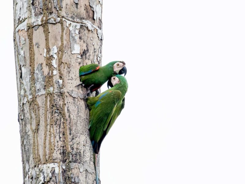 Chestnut-fronted-MAcaw