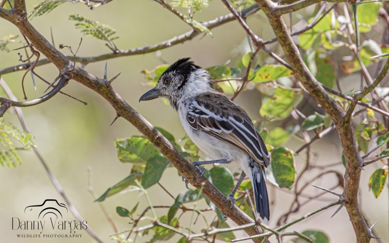 Collared Antshrike