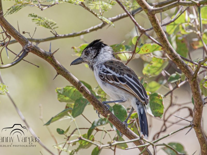 Collared Antshrike