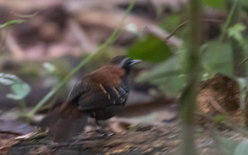 Cordillera-azul Antbird