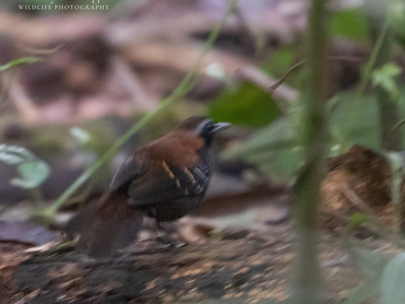 Cordillera-azul Antbird
