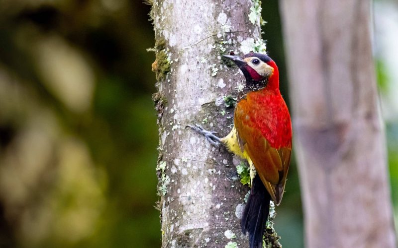 Crimson-mantled-Woodpecker