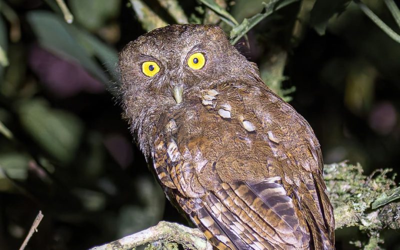 Foothills Screech-Owl