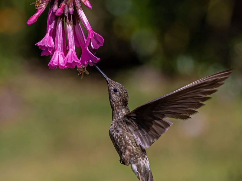 Giant-Hummingbird