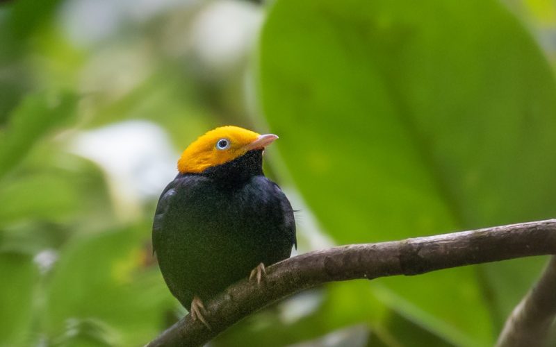 Golden-headed-Manakin