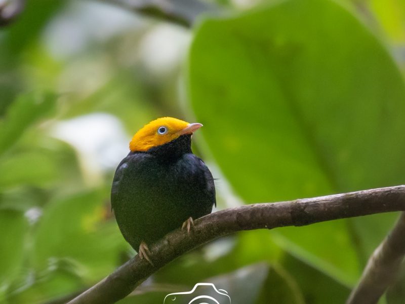 Golden-headed-Manakin