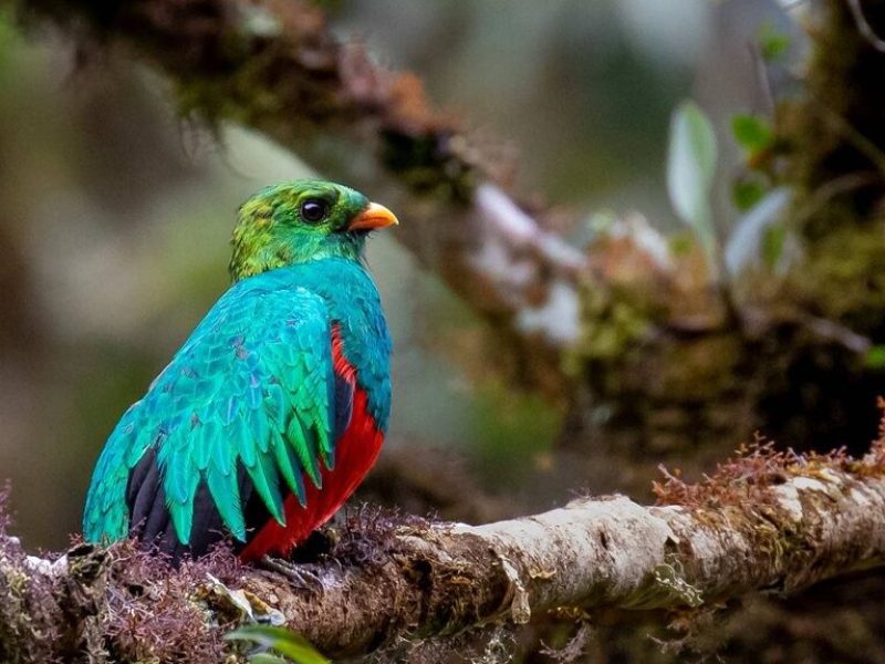 Golden-headed-Quetzal