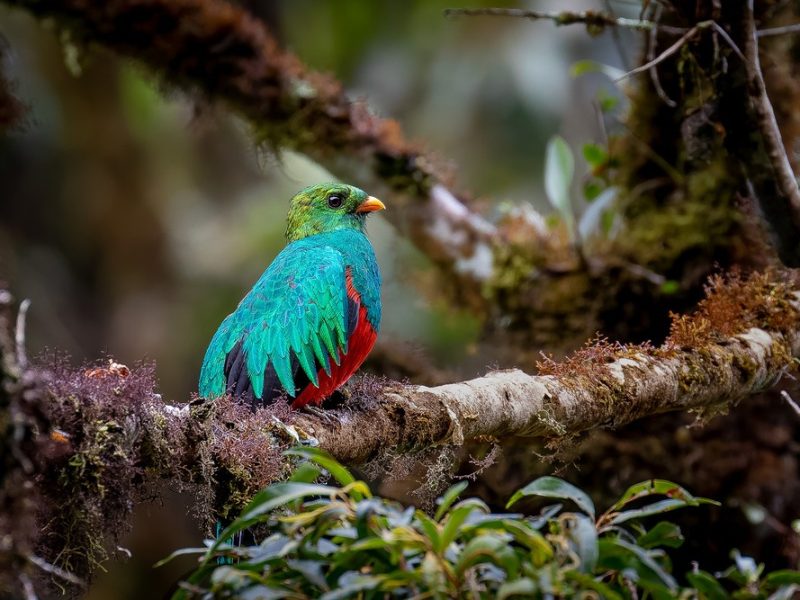 Golden-headed Quetzal