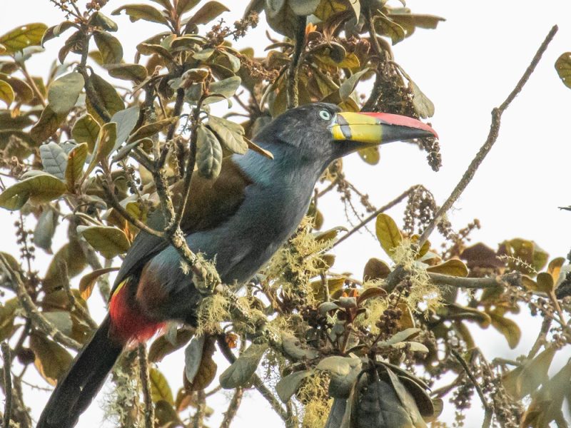 Gray breasted-Mountain-Toucan