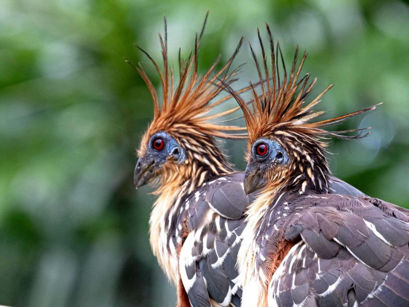 Hoatzin
