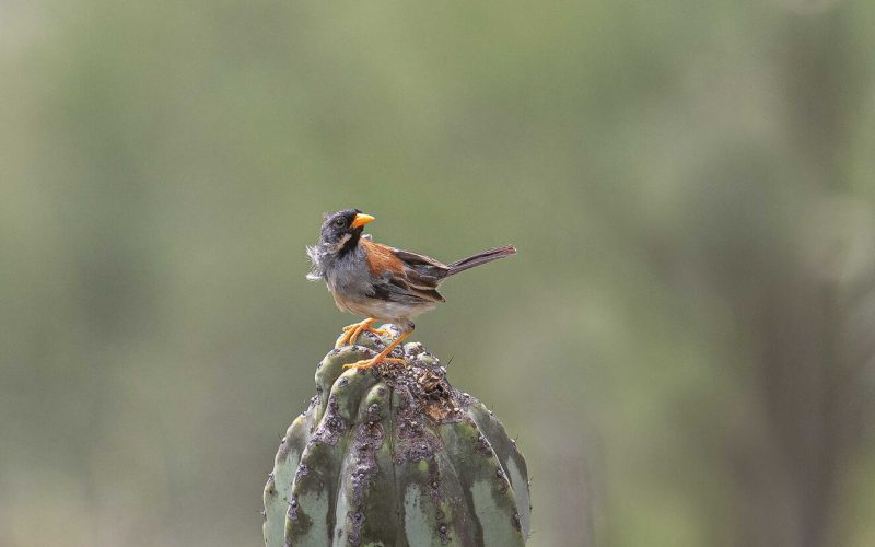Inca-Finch