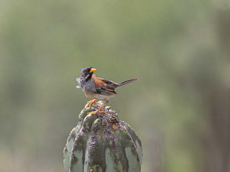 Inca-Finch
