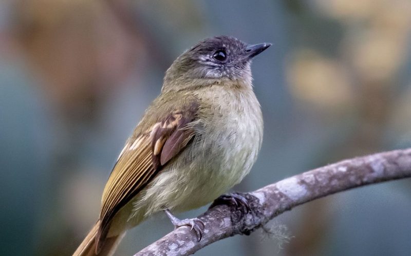 Inca-Flycatcher