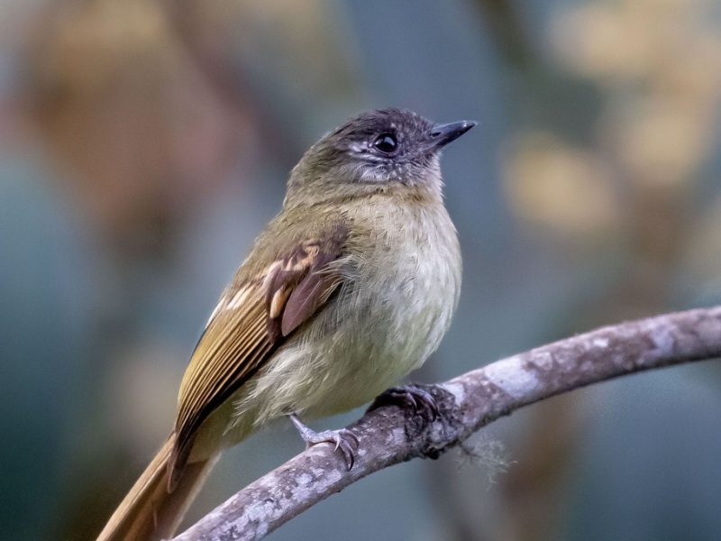 Inca-Flycatcher