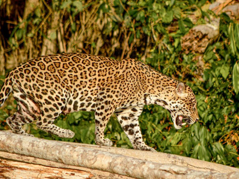 Jaguar
