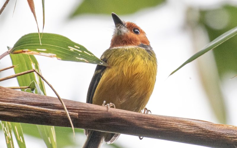 Johnson´s-Tody-Flycatcher