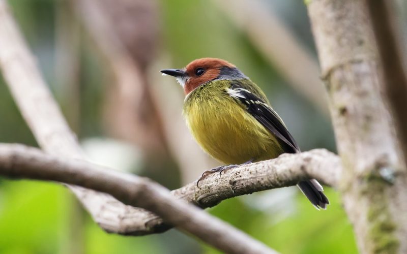Birding in Peru
