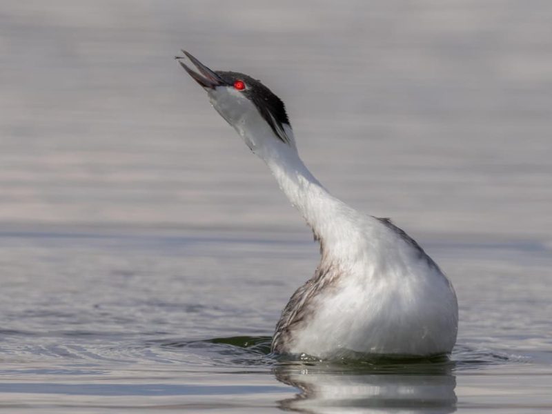 Junin Grebe