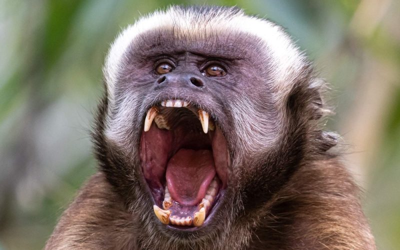 Large-headed-Capuchin-monkey2