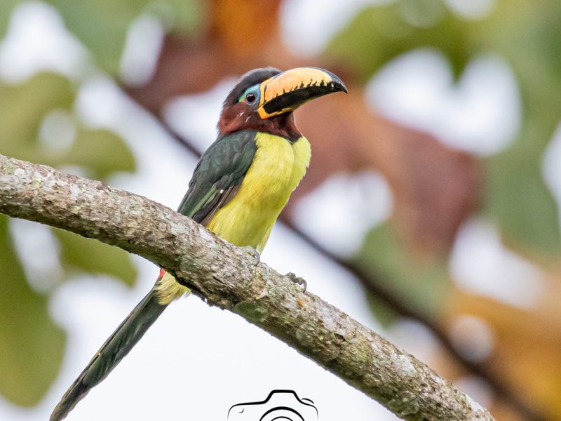 Lettered-Aracari