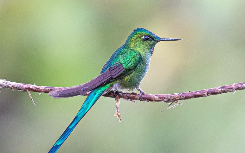 Long-tailed-Sylph