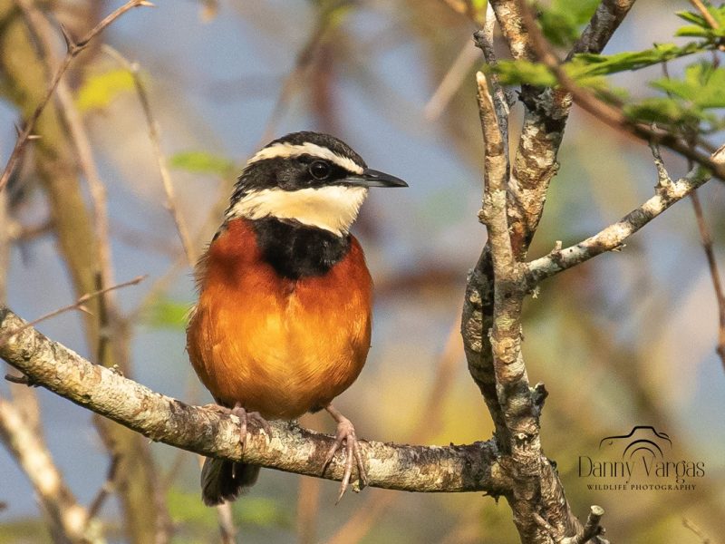 Maranon-Crescentchest