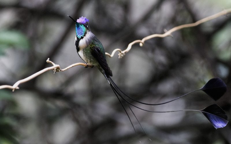 Marvelous Spatuletail