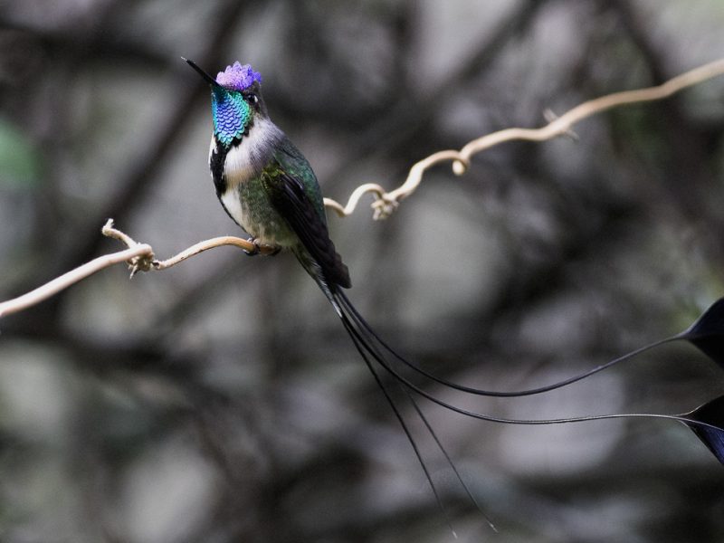 Marvelous Spatuletail