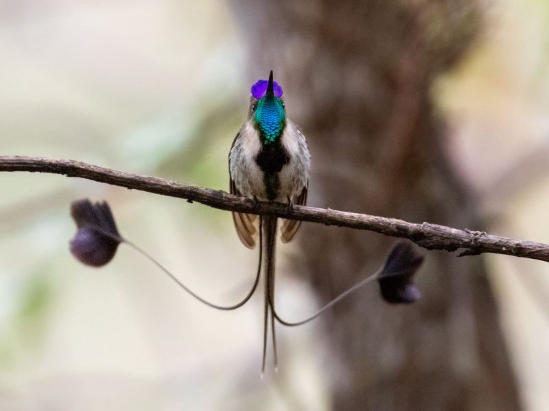 Marvelous Spatuletail