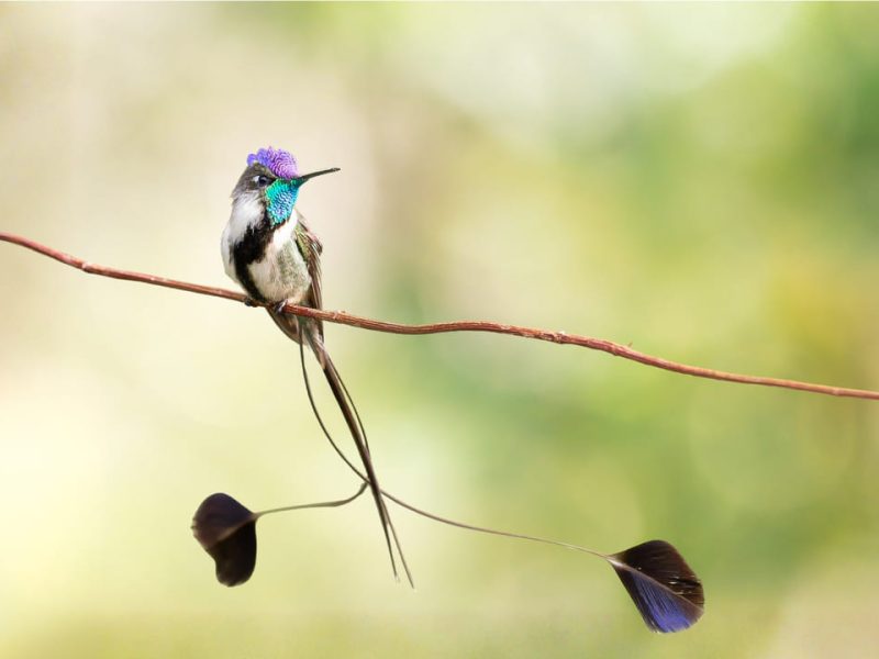 Marvelous spatuletail