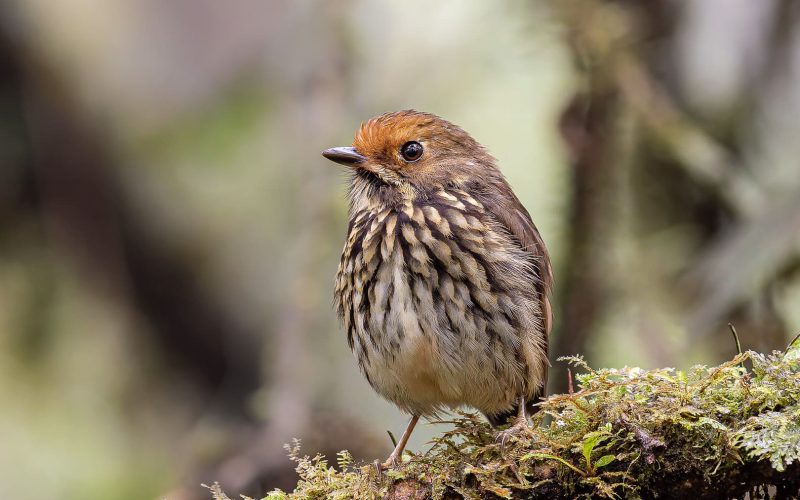 Ochre-fronted Antpitta