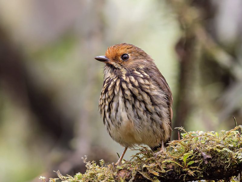 Ochre-fronted Antpitta
