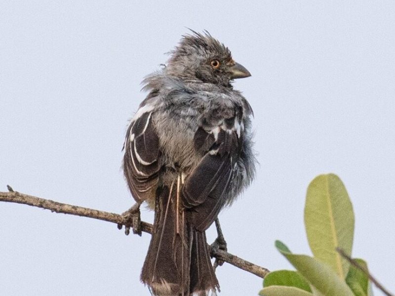 Peruvian-Plantcutter