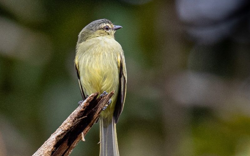 Peruvian-Tyrannulet