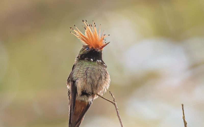 Rufous-crested Coquette