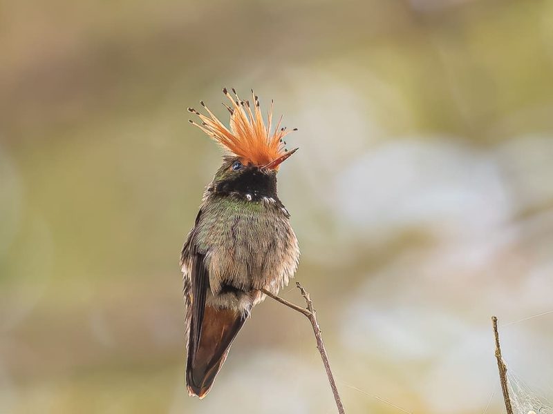 Rufous-crested Coquette